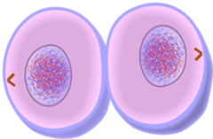 <p>The sides of the cell pinch inward, dividing the cytoplasm and forming two daughter cells.</p>