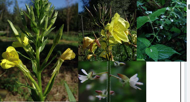 <p><span><strong>Onagraceae</strong></span></p>