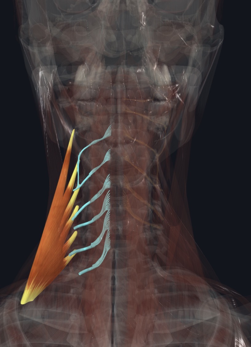 <p>Anterior rami of cervical spinal N.</p>