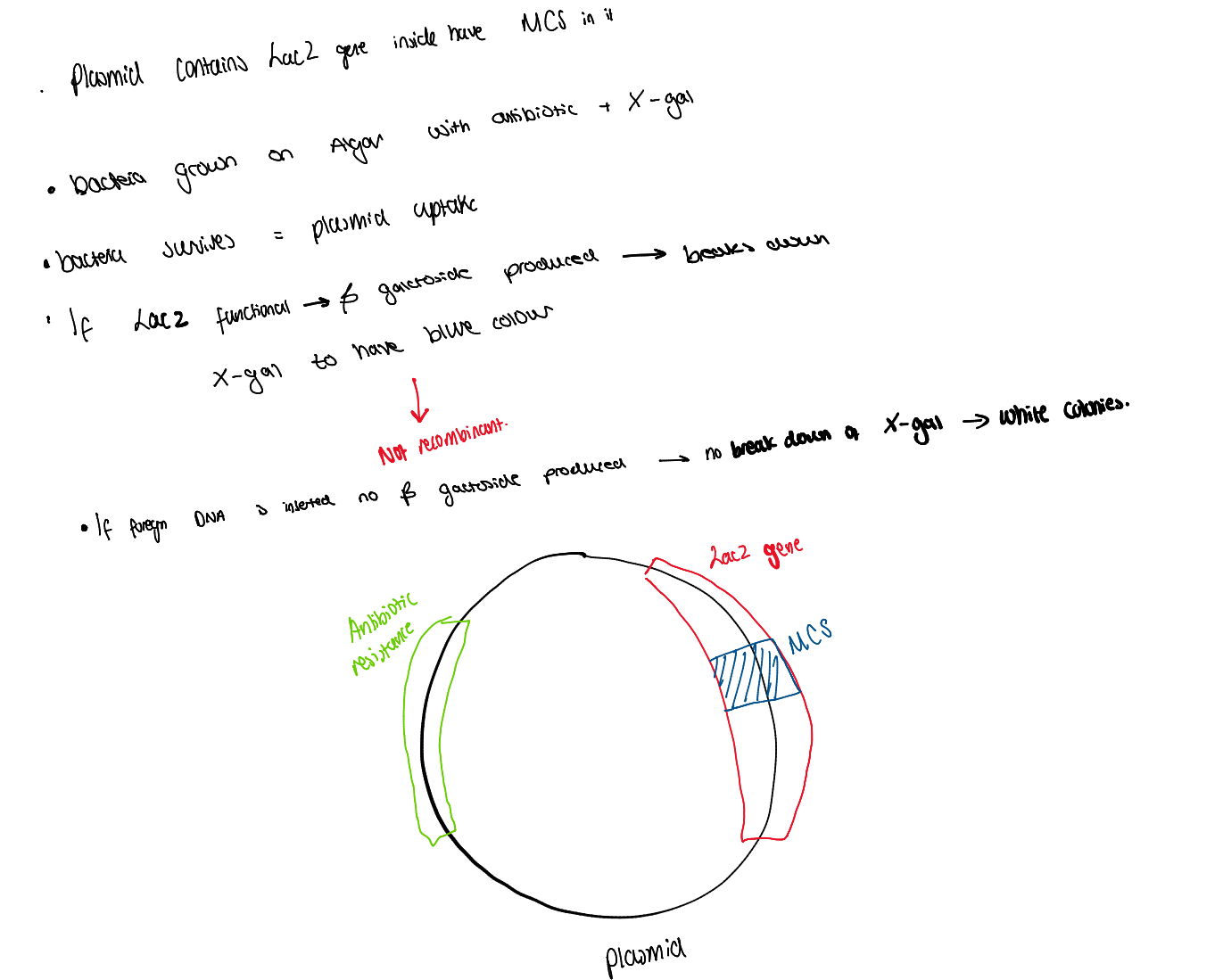 <ul><li><p>The plasmid contains the LacZ gene with a multiple cloning site (MCS) inside it</p></li><li><p>Bacteria are grown on agar containing antibiotic and X-gal</p></li><li><p>If the plasmid enters the bacteria successfully, the bacteria survive the antibiotic</p></li><li><p>If LacZ is functional, β-galactosidase is produced</p></li><li><p>β-galactosidase breaks down X-gal, producing a blue colour</p></li><li><p>If foreign DNA is inserted into the MCS, the LacZ gene is disrupted</p></li><li><p>Disrupted LacZ means no functional β-galactosidase is made</p></li><li><p>Colonies with inserted DNA remain white</p></li><li><p>Blue colonies = no DNA insert</p></li><li><p>White colonies = plasmid contains inserted DNA (desired colonies)</p></li></ul><p></p>
