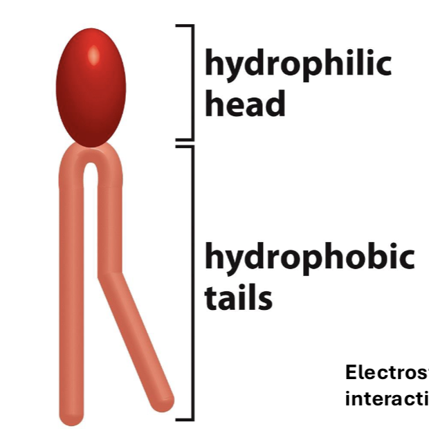 <p>hydrophobic tails</p>