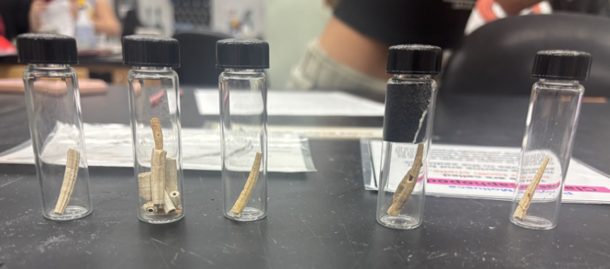 <p>What Phylum and Class are these?</p>