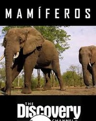 <p>documentary</p>