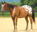 <p>welk type paard is dit</p>