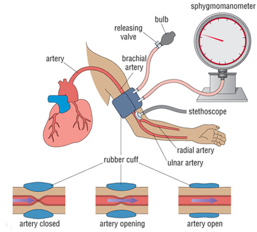 <p>Systolic Pressure: </p><ul><li><p>The pressure exerted against the walls of the arteries when the left ventricle contracts</p></li><li><p>Represents the highest pressure in the arteries </p></li><li><p>The top # in a blood pressure reading </p></li></ul><p>Diastolic Pressure: </p><ul><li><p>The pressure exerted against walls of the arteries when the left ventricle is at rest (relaxes) </p></li><li><p>Represents the lowest pressure in the arteries</p></li><li><p>The bottom # in a blood pressure reading </p></li></ul><p></p>