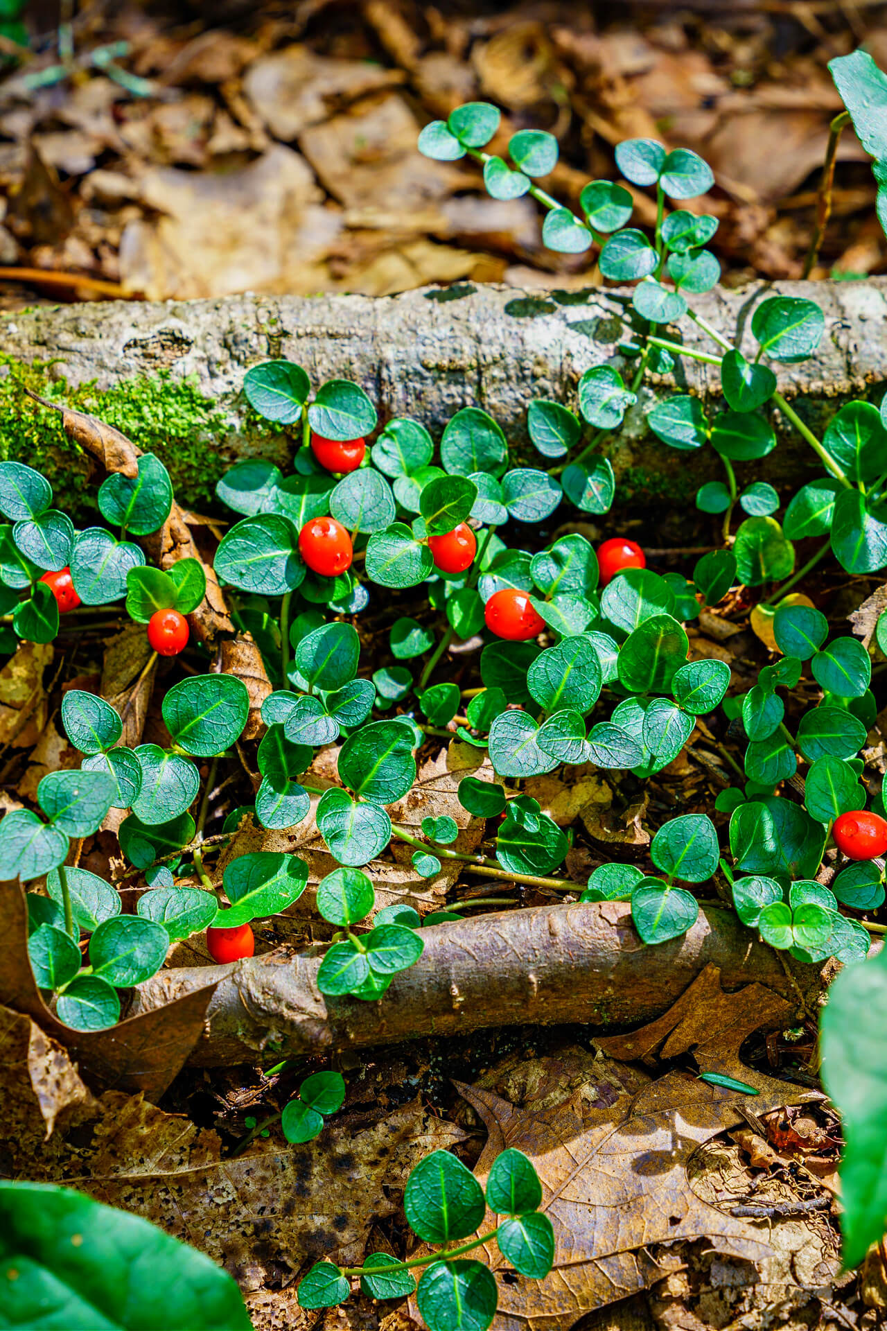 <p>Mitchella repens</p>