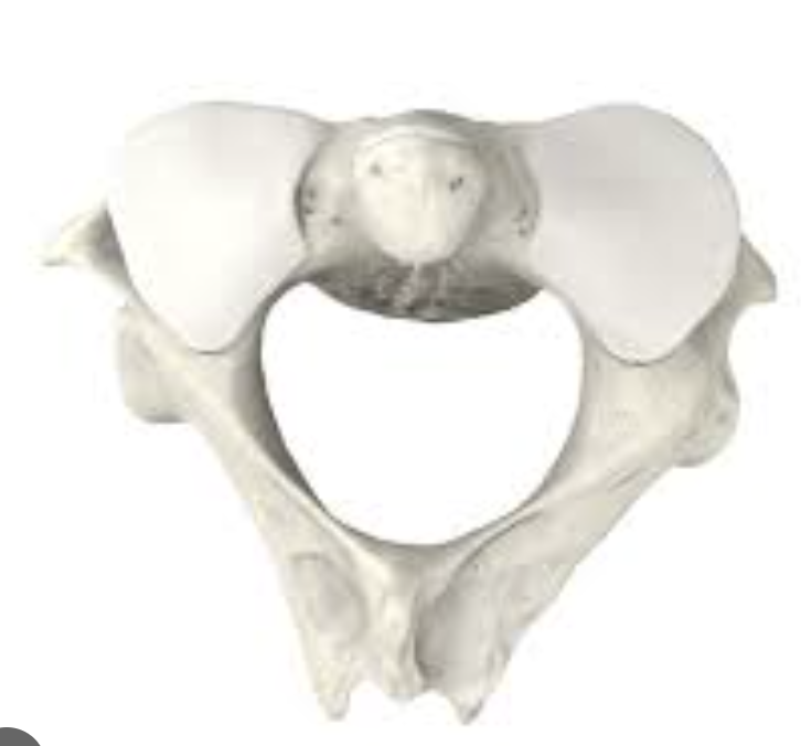 <p>what vertebrae is this? </p>