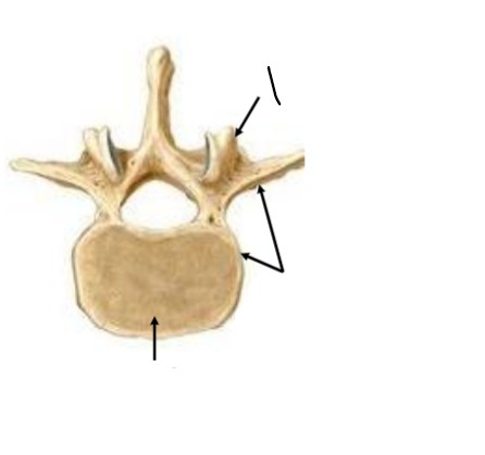 <p>What vertebrae is this</p>