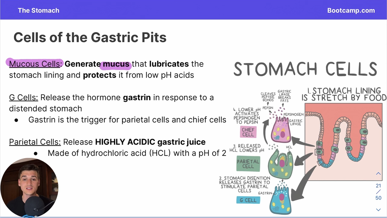 <p>G cells in the stomach, part of gastric pits </p>