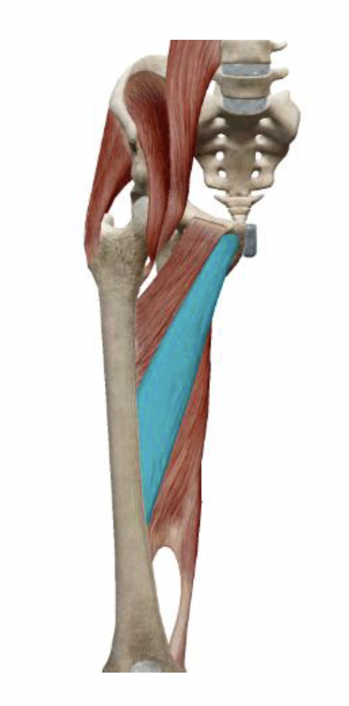 <p>What is the muscle name, its origin, its insertion, its action, and its innervation?</p>