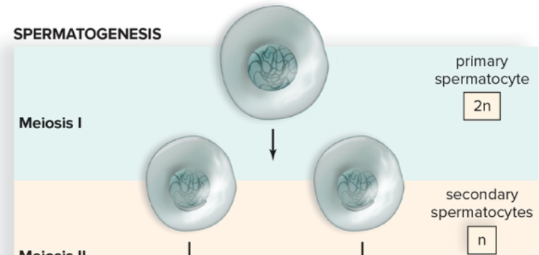 <p>Primary Spermatocyte 2n cell undergoes meiosis to produce two secondary spermatocytes which are haploid (n). </p>