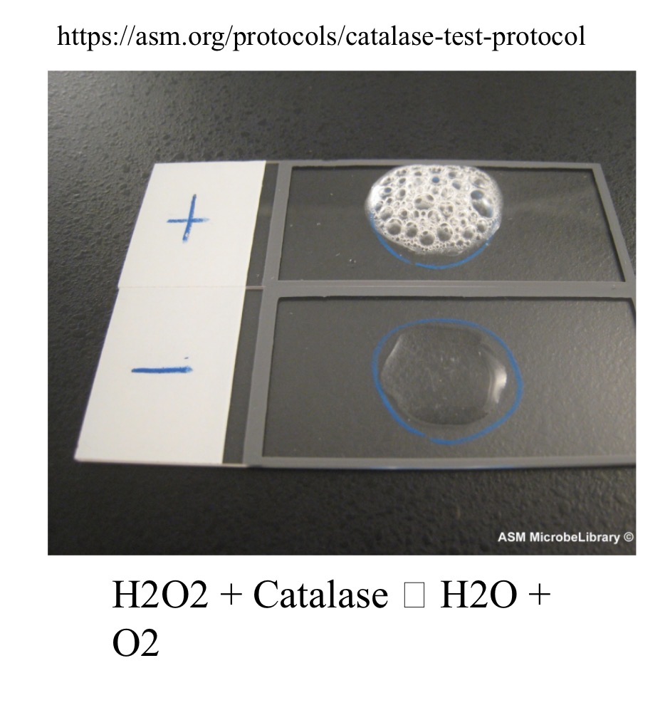 <p>Catalase Test </p>