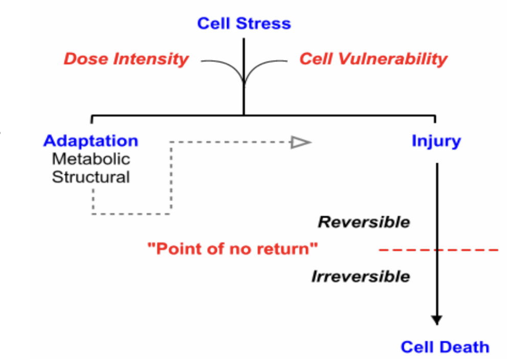 <ul><li><p>Cells can alter their structure and/or biochemical processes in order to achieve a new “steady state”</p></li><li><p>Cell injury=disease</p></li></ul><p></p>