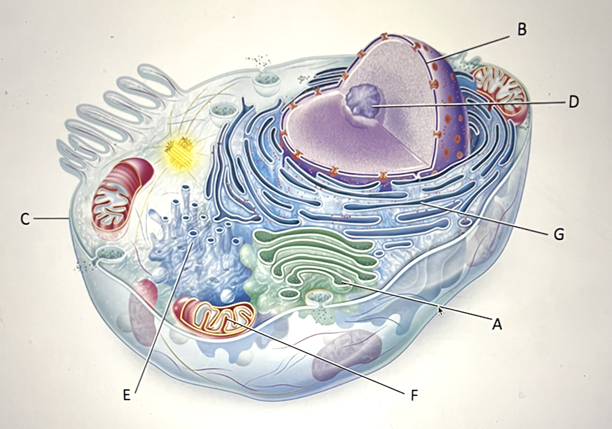 <p>series of membrane-enclosed spaces that modify proteins made by the ribosomes; has ribosomes on the surface</p><p>a. E</p><p>b. C</p><p>c. F</p><p>d. A</p><p>e. D<br>f. G</p><p>g. B</p>