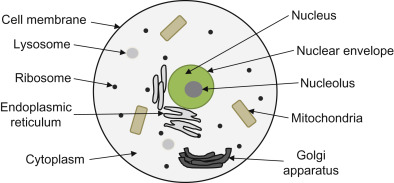 <ul><li><p>Channels in eukaryotes that look like coral</p></li><li><p>Rough endoplasmic reticulum has ribosomes in the membranes and makes proteins</p></li><li><p>Smooth endoplasmic reticulum is used for synthesizing lipids</p></li><li><p>You can tell it apart from the golgi apparatus because it touches the nucleus</p></li></ul><p></p>