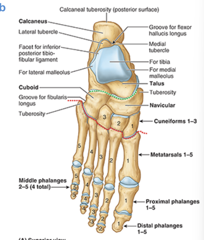 <ul><li><p>7 tarsal bones</p></li><li><p>5 metatarsals</p></li><li><p>14 phalanges</p></li></ul><p></p>