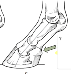<p>Is this an ideal pastern angle?</p>