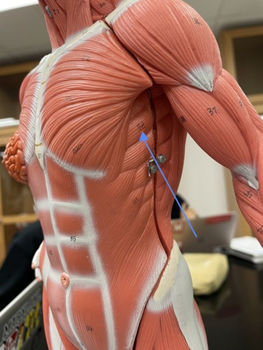 <p>serratus anterior </p><p>origin:</p><p>insertion:</p><p>action:</p>