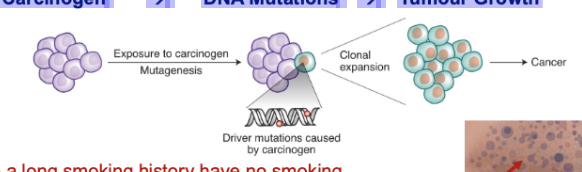 <ul><li><p>TRACERx: 7-8% of smokers with a long smoking history have no smoking mutations detected</p></li></ul><ul><li><p>BRAF V600E in melanoma is not a UV light induced mutation</p></li><li><p>Normal healthy tissue harbors mutant clones with a cancer driver mutations w/ no evidence of cancer</p></li><li><p>17/20 Environmental Carcinogens tested in mice, without directly causing DNA mutations</p></li></ul><p></p>