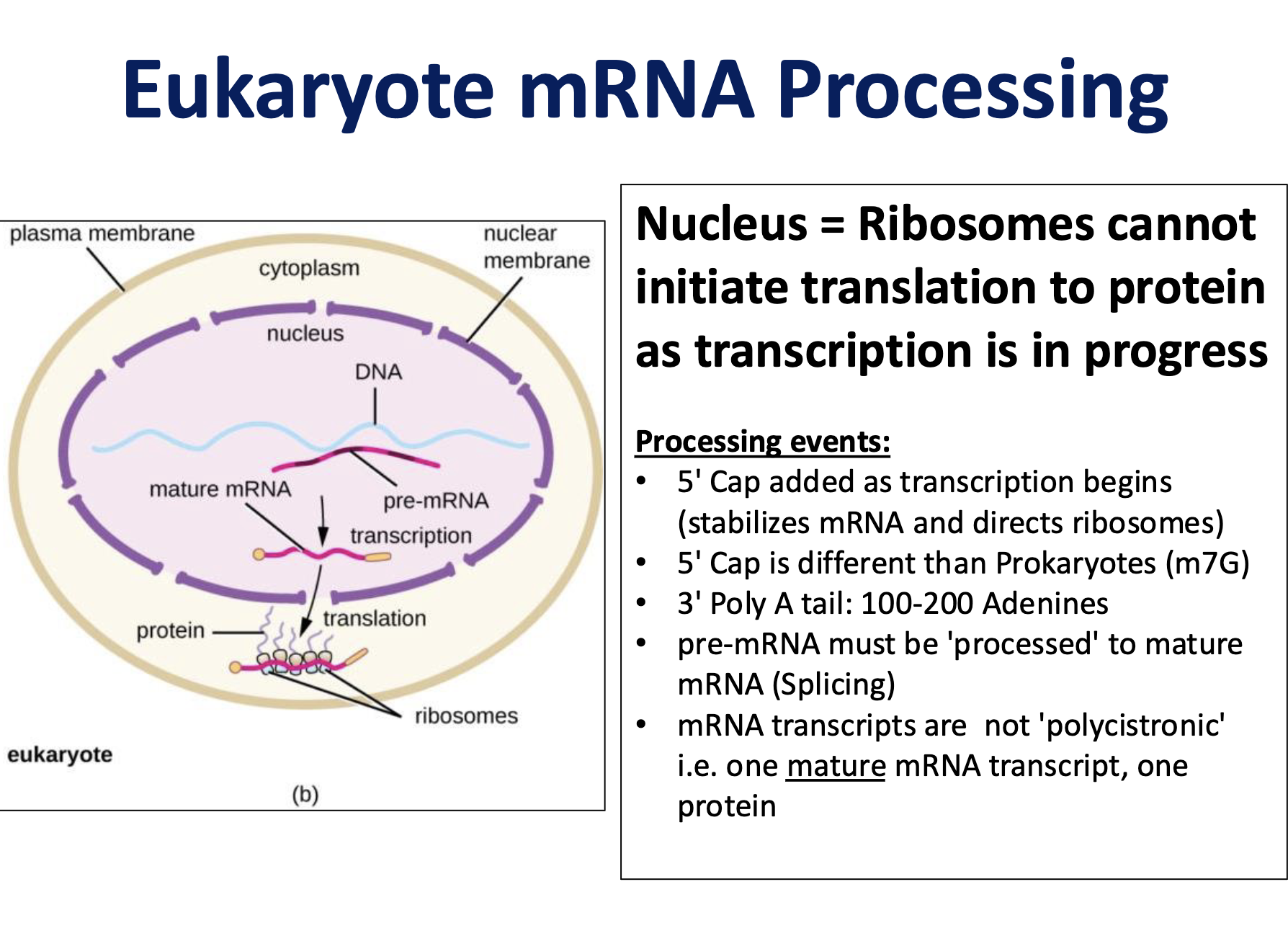 <p>ribosomes cannot initiate translation to protein as transcription is in progress</p>