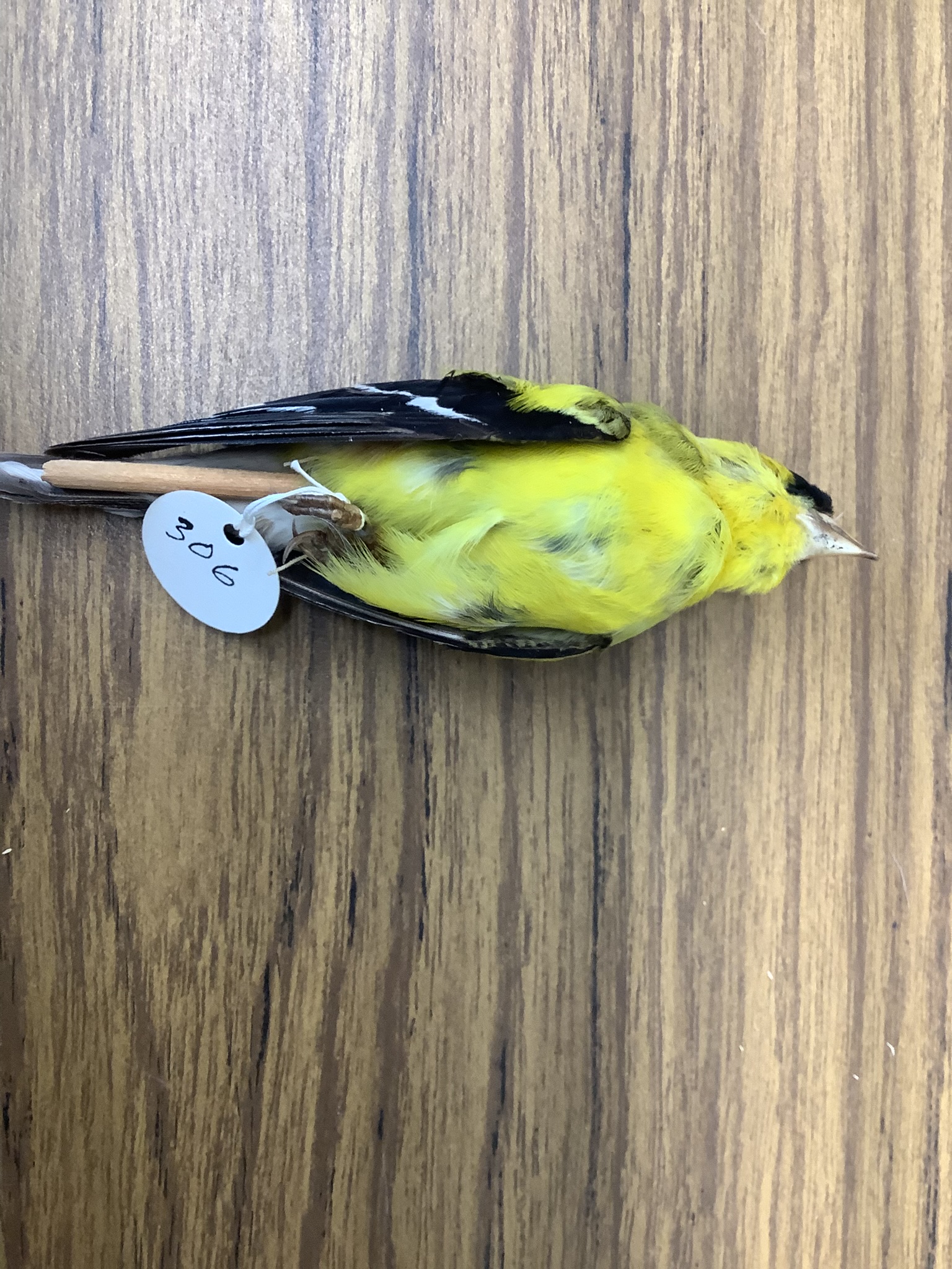 <p>Class Reptillia</p><p>Order Passeriformes</p><p>American Goldfinch</p><p></p>