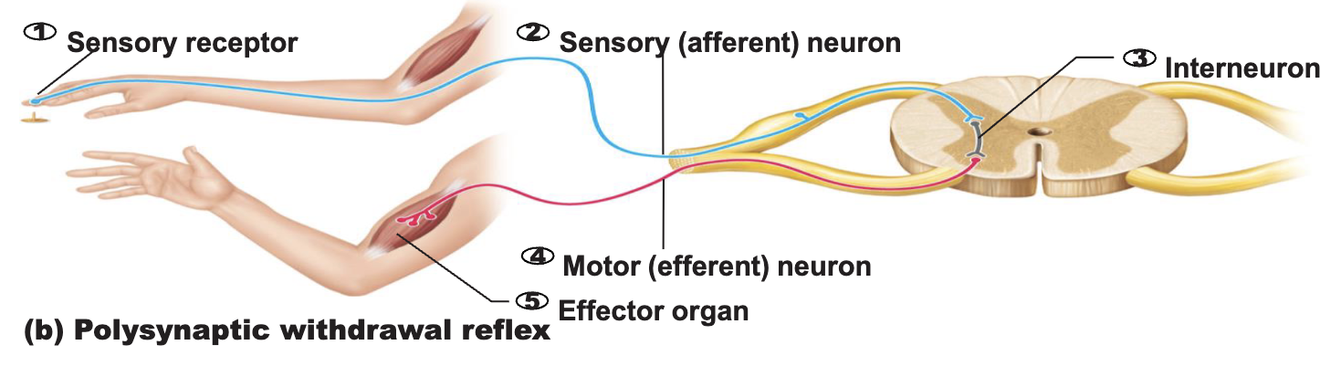 <p><strong>Polysynaptic Reflexes </strong></p><ul><li><p>What is a polysynaptic reflex?</p><ul><li><p>What is a common example of a polysynaptic reflex?</p><ul><li><p>Does a polysynaptic reflex involve interneurons?</p></li></ul></li></ul></li></ul><p>What is the pathway of a polysynaptic withdrawal reflex?</p>