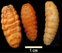 <p>what is it</p>