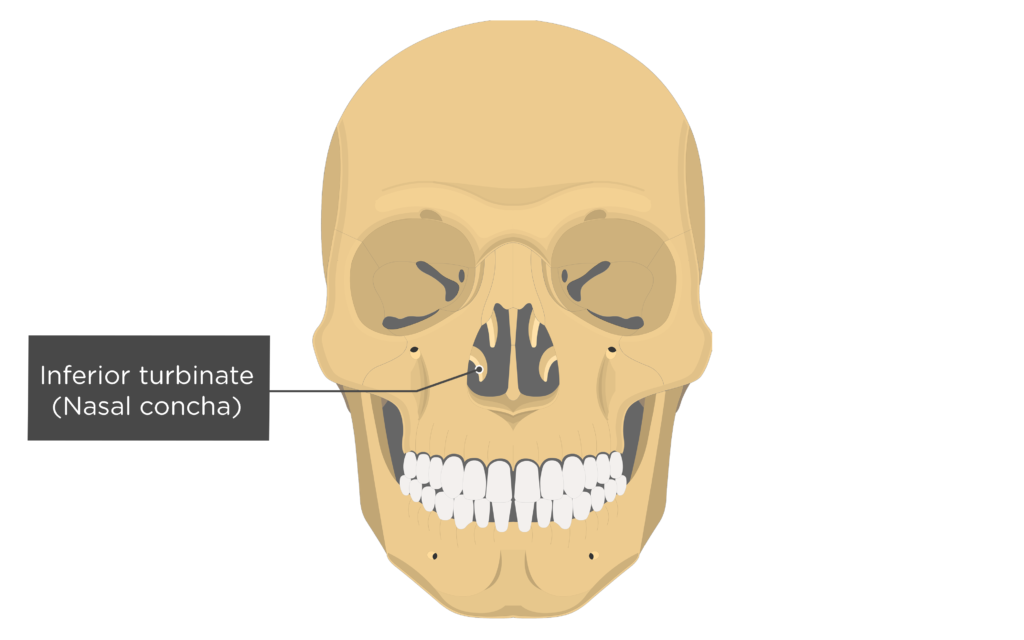 <p>2 inferior nasal conchae (facial bones)</p>