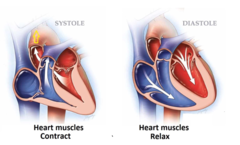 <p>OPEN = tricuspid and mitral valves</p><p>CLOSED = pulmonic and aortic semilunar valves</p>
