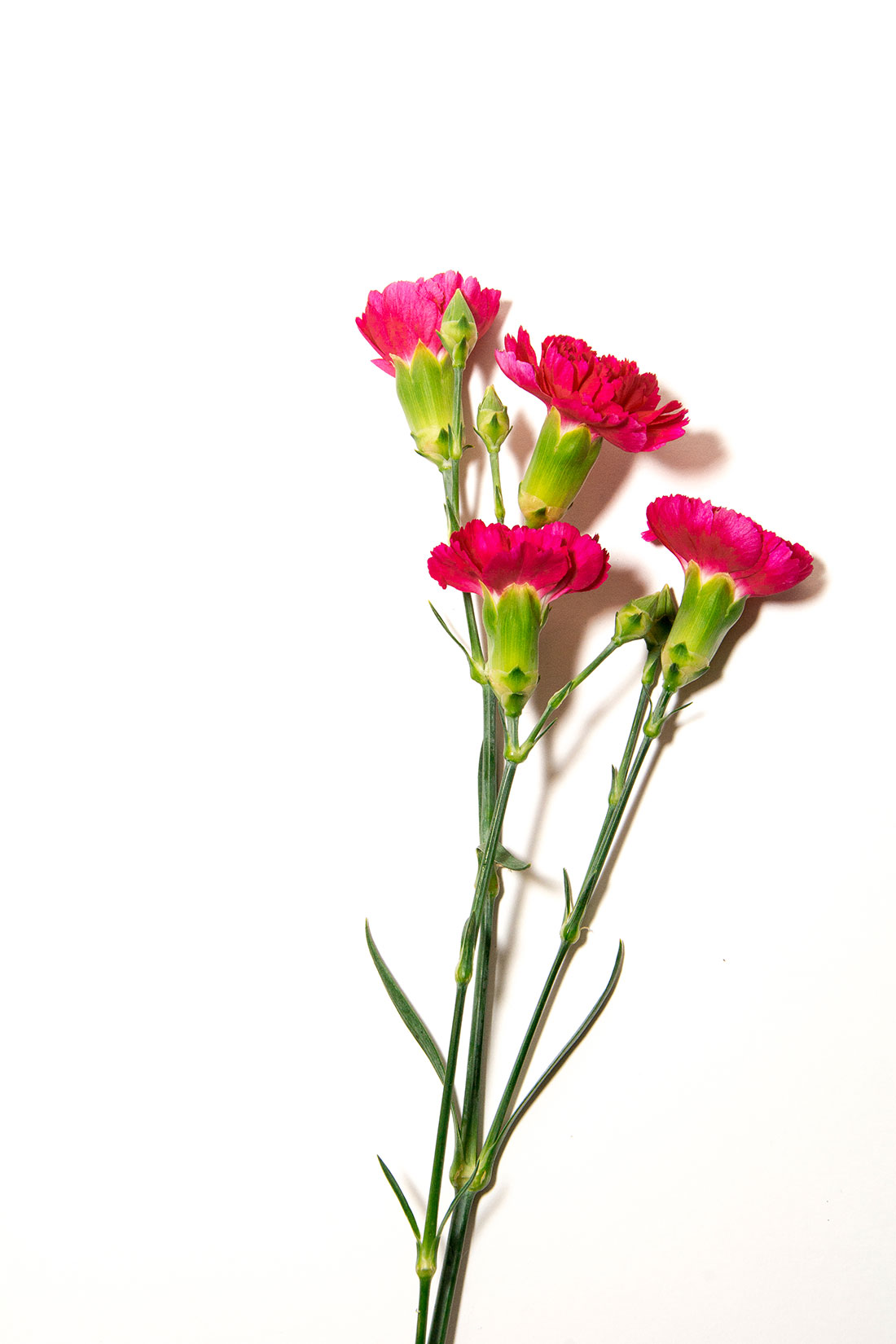 <p>What is the common name for this plant?</p>