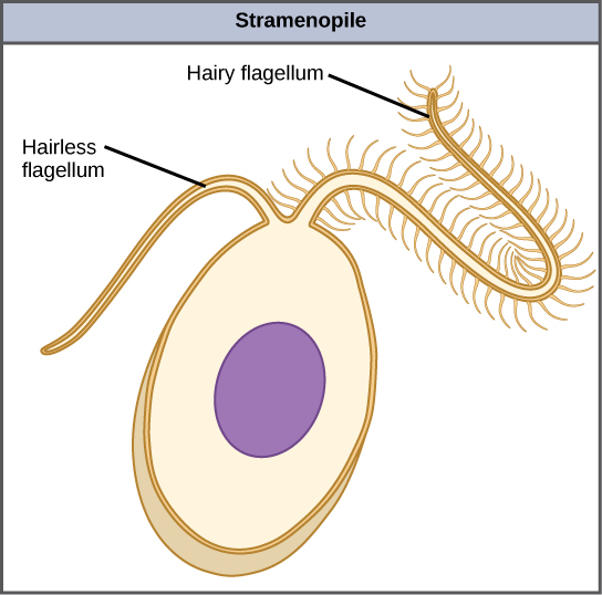 <p>two unequal flagella: 1 hairy, 1 hairless</p>