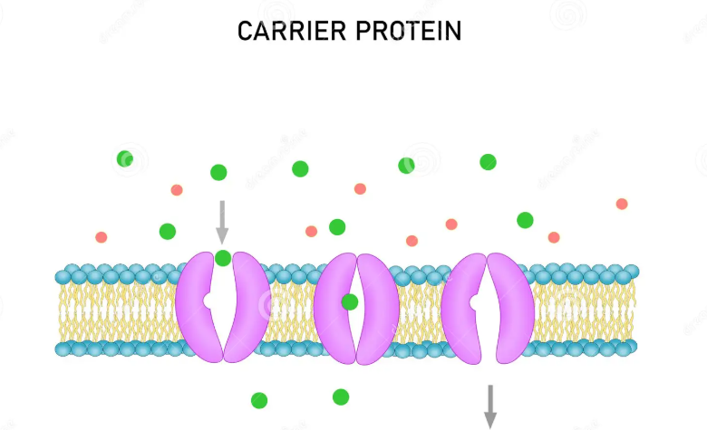 <p>Describe what a carrier protein is and explain its role in the phospholipid bilayer</p>