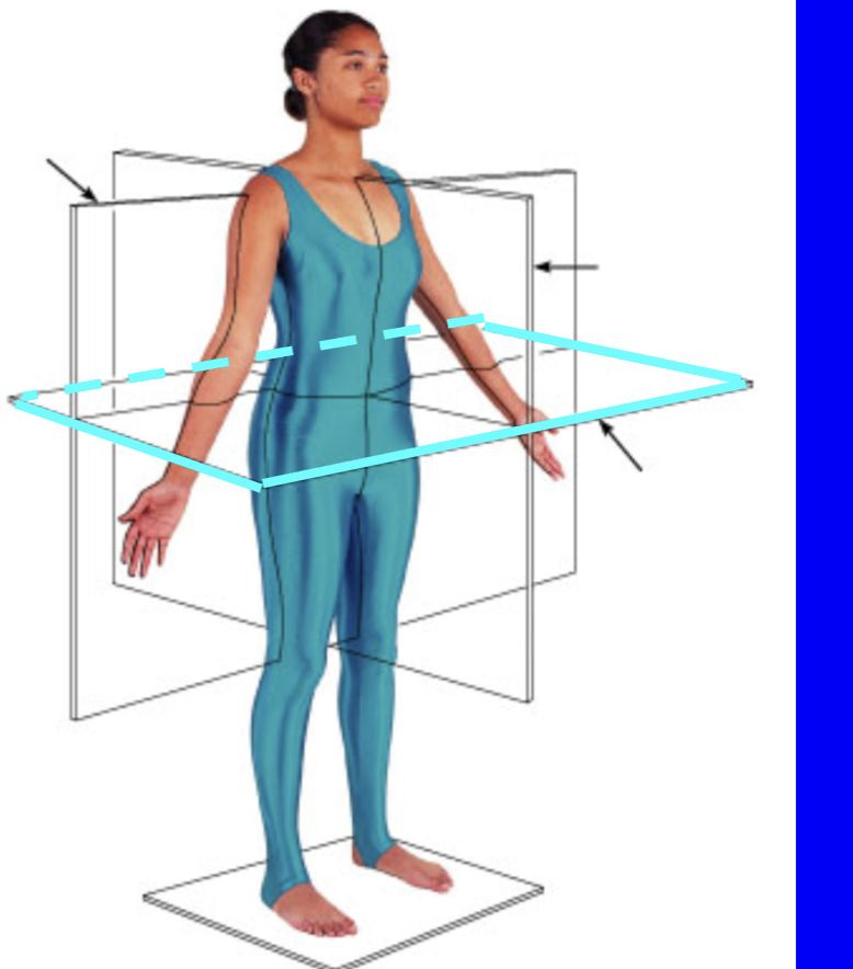 <p>lies perpendicular to the long axis of the body </p>