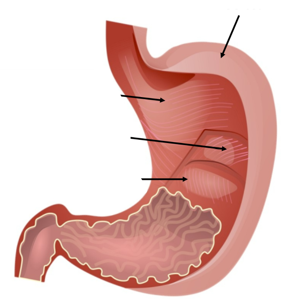 <p>Mechanical digestion: Slippery outer layer of stomach? Layers of muscle in stomach? What do the muscles do?</p>