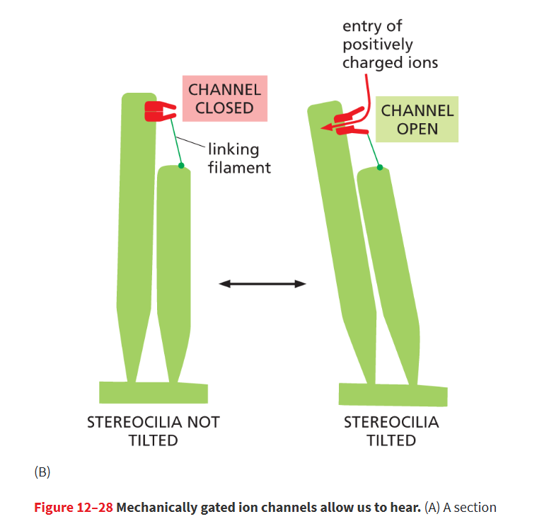 <p>An ion channel that allows the passage of select ions across a membrane in response to a physical perturbation.</p><ul><li><p>ex: auditory hair cells when sound vibrations pull channels open</p></li></ul><p></p>