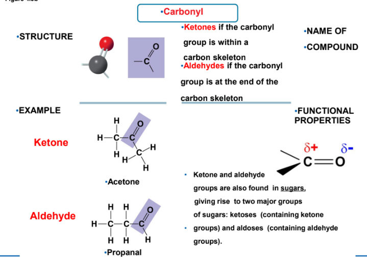 <ul><li><p><span style="color: rgb(239, 87, 201);">C=O</span></p></li><li><p>Ketones (if it’s within a carbon skeleton), aldehydes (if it’s at the end of a carbon skeleton</p><ul><li><p>Also found in sugars, giving rise to two major groups of sugars: ketoses and aldoses</p></li></ul></li><li><p><strong>Polar</strong></p></li></ul><p></p>