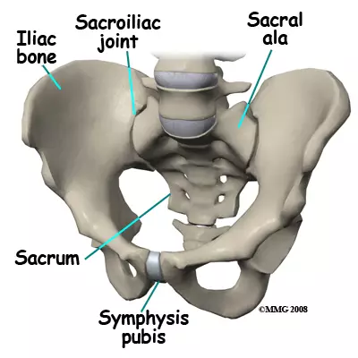 <ul><li><p><span>Lateral aspect of superior sacrum</span></p></li><li><p><span>Articular surface for pelvis</span></p></li></ul><p></p>