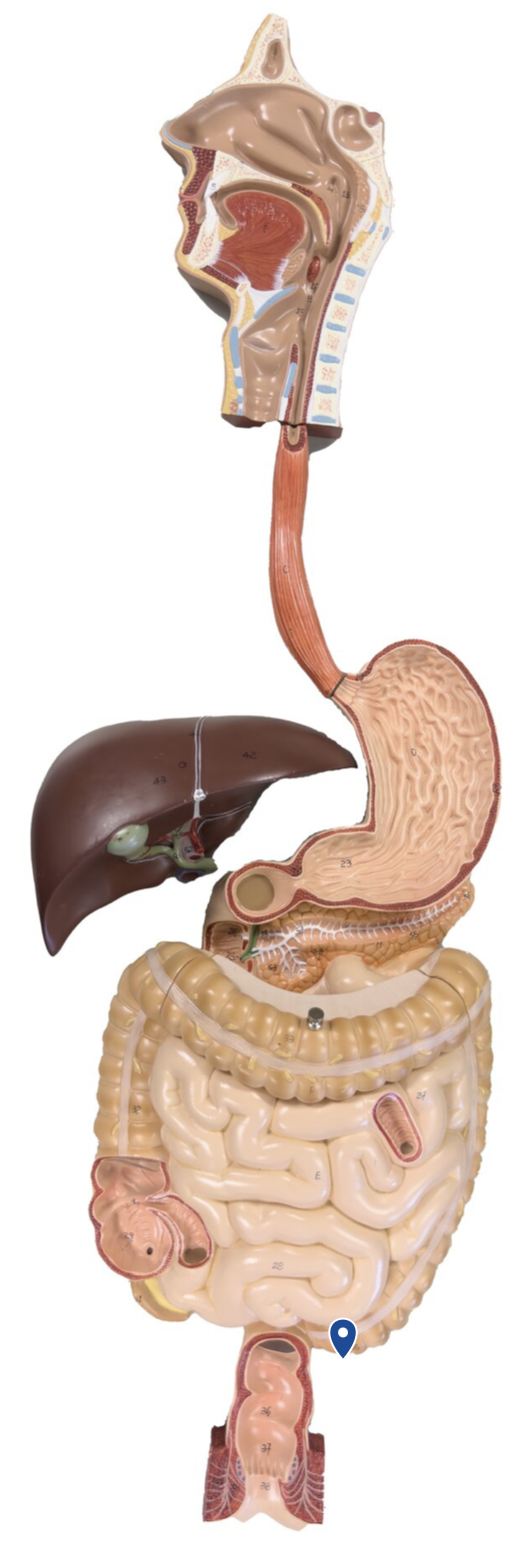 <p>Name this segment of the large intestine.</p>