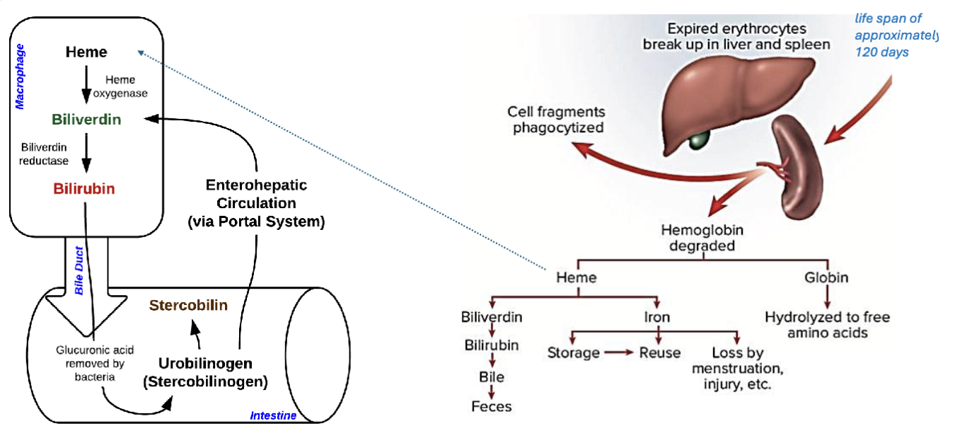 <p>Hemoglobin → globin + heme</p><p>globin → amino acids</p><p>iron → reused</p><p>porphyrin → bilirubin → bile → stercobilin (feces)</p>