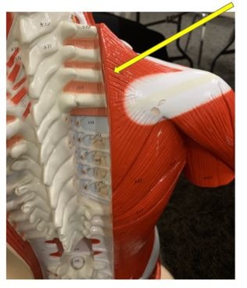 <p>elevates, depresses, retracts, and rotates the scapula; rotates the arm</p>