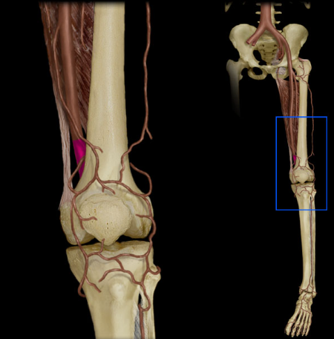 <ul><li><p><strong>Origin: </strong>Femoral</p></li><li><p><strong>Course: </strong>Descends posterior to knee joint in popliteal fossa</p></li><li><p><strong>Distribution: </strong>Structures around knee and Knee joint</p></li><li><p><strong>Branches: </strong>Posterior and anterior tibial and Genicular arteries</p></li><li><p><strong>Comment:</strong></p><ul><li><p>Continuation of femoral artery at adductor hiatus</p></li><li><p>Terminal branches (posterior and anterior tibial) supply everything below knee</p></li></ul></li></ul><p></p>