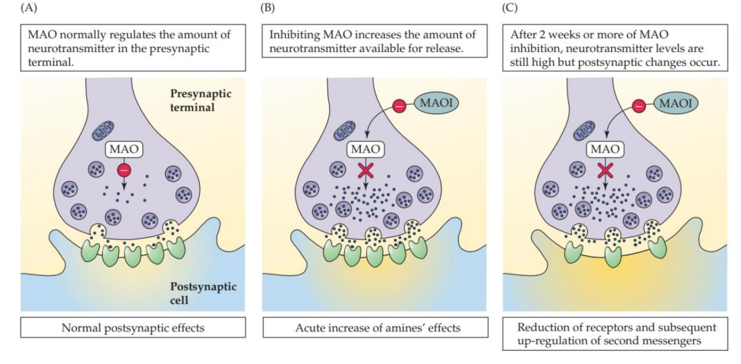 <p><strong>Long-term MAOIs have effects too!</strong></p>