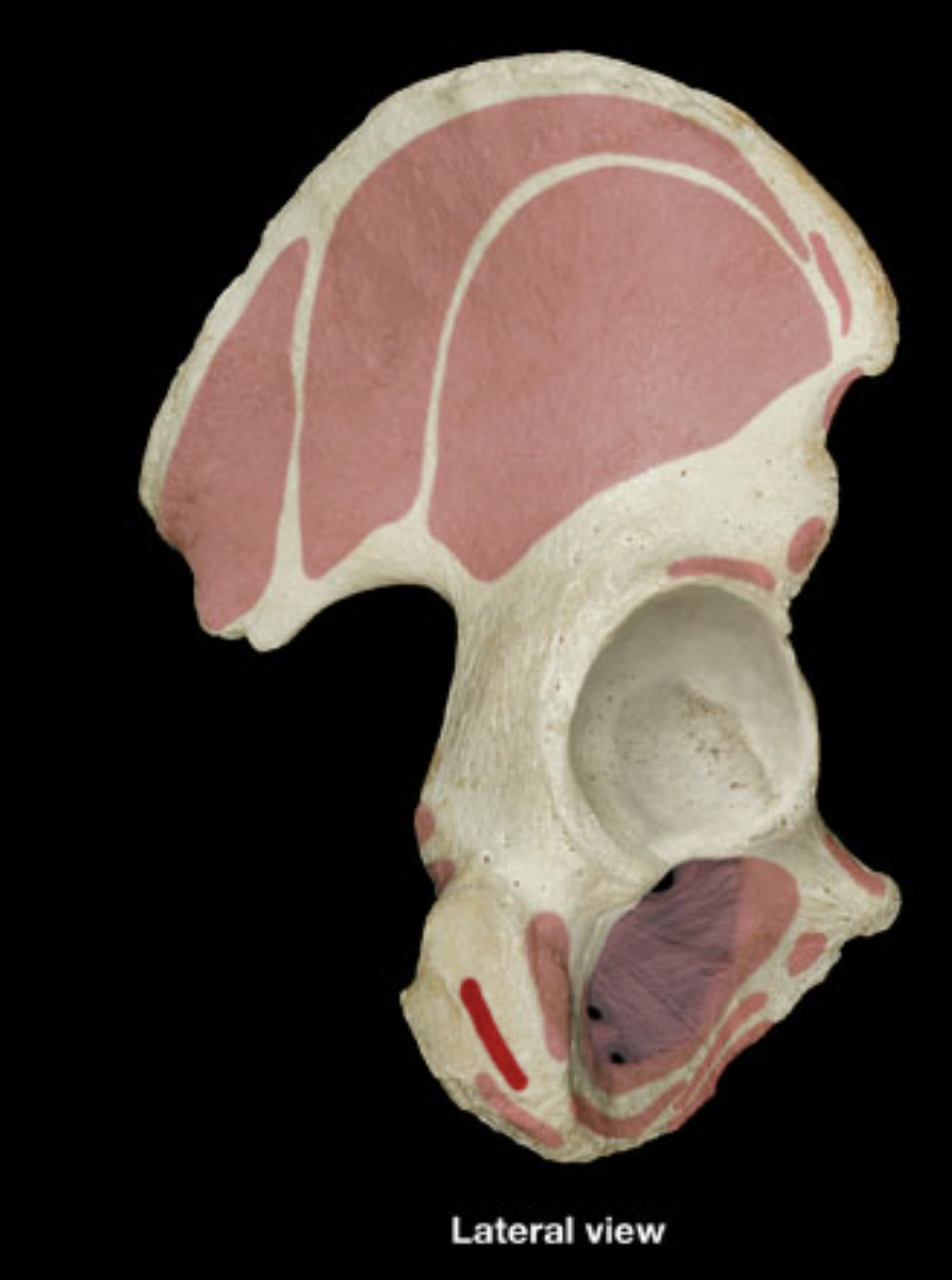 <p>ischial tuberosity</p>