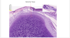 <p>name the tissue</p>