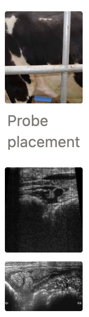 <p>History, PE and signs of cranial abdominal pain →</p><ol><li><p>U/S over left cranioventral abdomen (near olecranon) to assess reticulum for normal biphasic contraction</p><ul><li><p>Lack of reticular contractions does NOT confirm hardware disease, but presence CAN rule OUT</p></li></ul></li><li><p>Radiography (high power) to ID metallic foreign bodies</p></li><li><p>Biochemistry = Increased WBC, TP and fibrinogen</p><ul><li><p>Fibrinogen sequestered within minutes to save the cow’s life (wall off disease to localised peritonitis → survivable)</p><ul><li><p><u>-ve:</u> Location of fibrin may reduce function of other organs (eg. vagal indigestion)</p></li></ul></li></ul></li></ol><p></p>