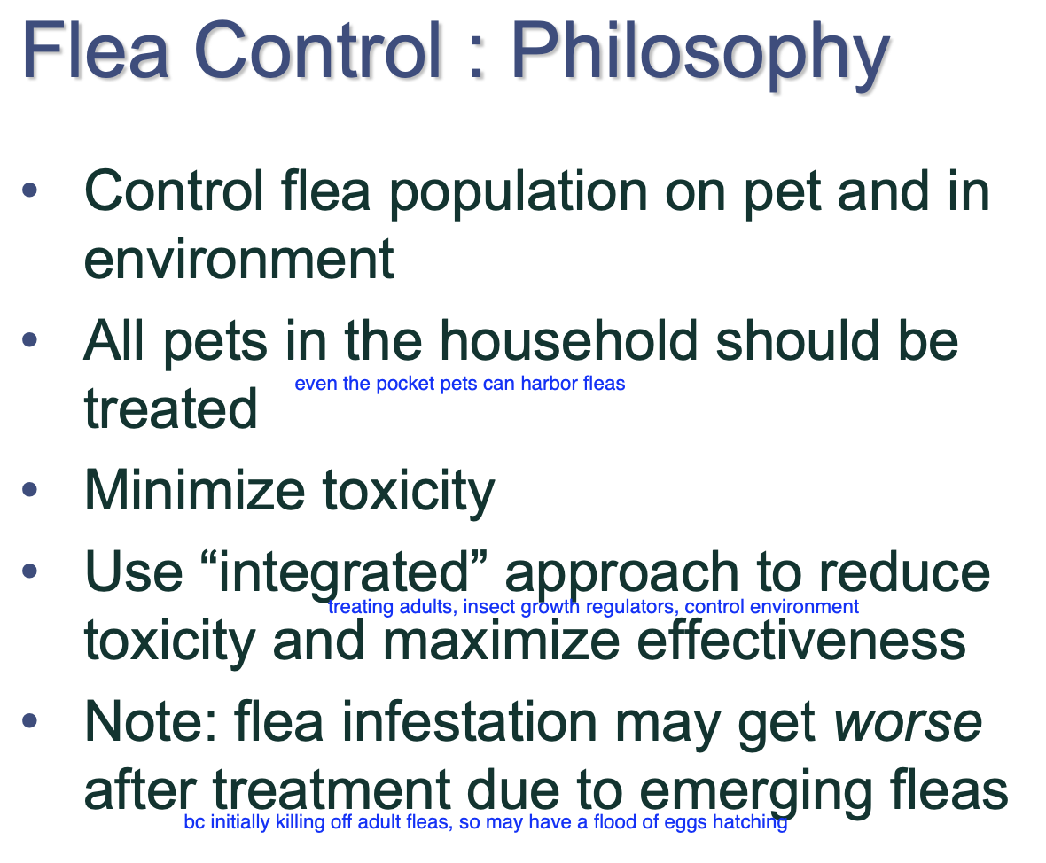 <p>worse after initiation of tx due to emerging fleas (most of the tx for the dog do not hit larvae)</p>