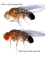 <p>Model animal which contributed to genetics development</p>