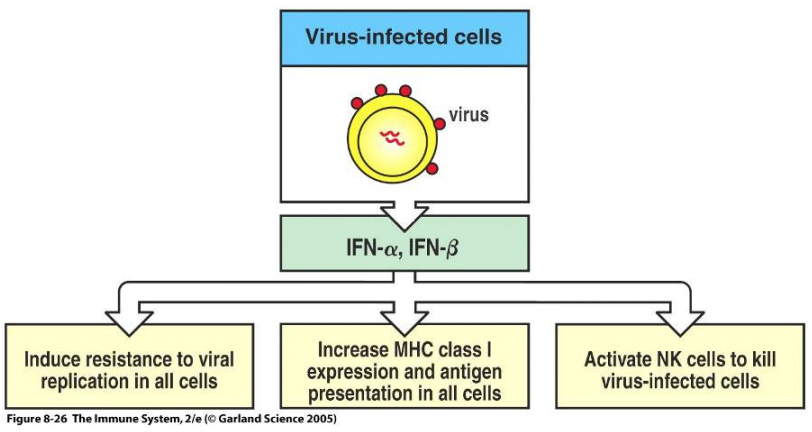 <p>Which of the following are downstream effects on IFN-α and IFN-β? (multi-select)</p><p>a) induce resistance to viral replication in all cells</p><p>b) increase MHC class I expression and antigen presentation in all cells</p><p>c) increase MHC class II expression and antigen presentation in all cells</p><p>d) activate NK cells to kill virus-infected cells</p>