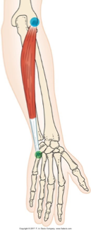 <p>wrist extension and ulnar deviation </p><p>ex: hammering, playing violin</p>