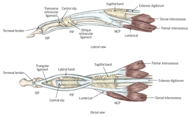 <p>the complex network of tendons on the back of your hand and fingers that allows you to straighten them</p><p></p><p><span><em>Sagittal bands</em></span></p><p style="text-align: left;"><span><em>Extensor hood</em></span></p><p style="text-align: left;"><span><em>Central slip</em></span></p><p style="text-align: left;"><span><em>Lateral bands</em></span></p><p style="text-align: left;"><span><em>Terminal tendon</em></span></p><p style="text-align: left;"><span><em>Oblique retinacular ligament</em></span></p>